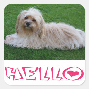 Seda de Pegatinas de Havanese Puppy Dog Hello