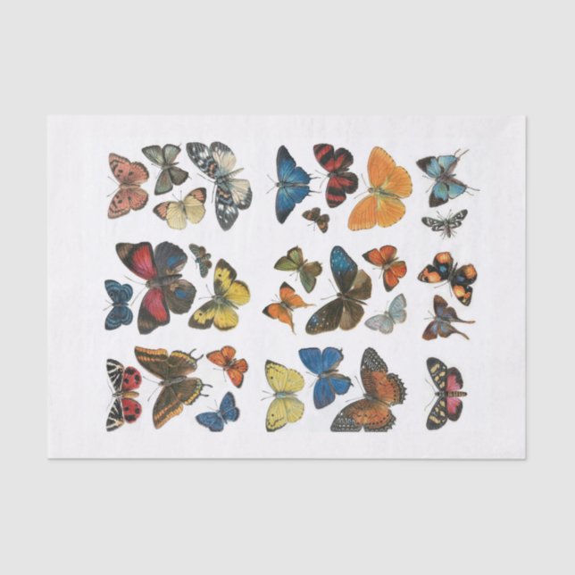 Seda Desconexión de mariposa de papel de tejidos (Anverso)