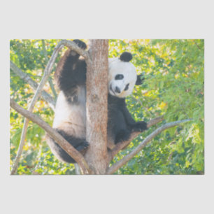 Seda El gigante Chubby Panda en un papel de árbol
