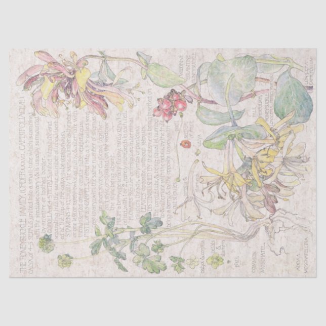 Seda El Wildflower de la madreselva florece el papel (Anverso)