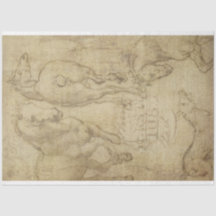 Estudio de un papel de descascaramiento de caballo