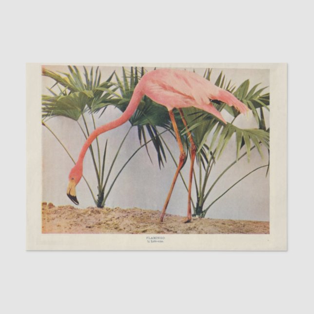 Seda Flamingoes Papel de tono de desconección de la efe (Anverso)