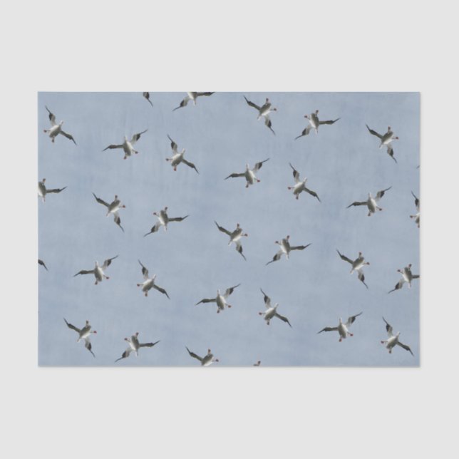 Seda Foto Pelican De Aterrizaje Silly - Papel Tejido (Anverso)