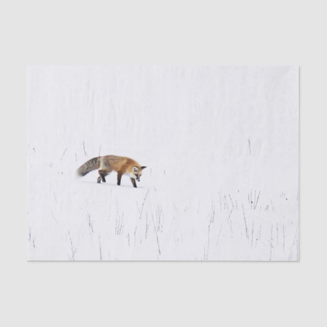 SEDA FOX ROJA EN PAPEL DE TEJIDO DE NIEVE (Anverso)