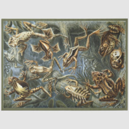Seda Frogs Ernst Haeckel Papel del tejido de la descone