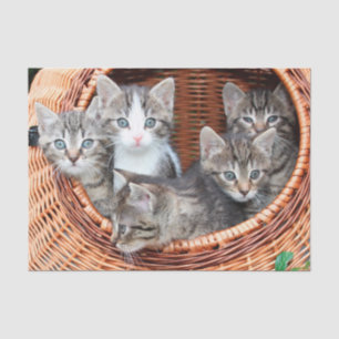 Seda gatitos en papel tisular de cesta