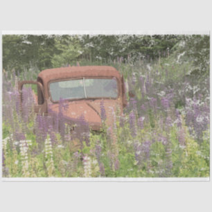 Seda GMC en Lupines de 18 libras. Papel de descomposici