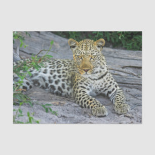 Seda hermoso papel de tejido leopardo