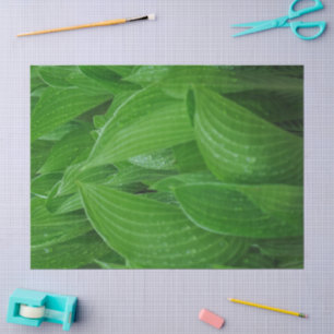 Seda Hosta verde deja con papel de tejidos con gotas de