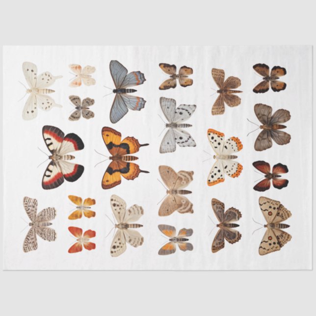 Seda Kaleidoscope de las polillas 1 Papel de descomposi (Anverso)