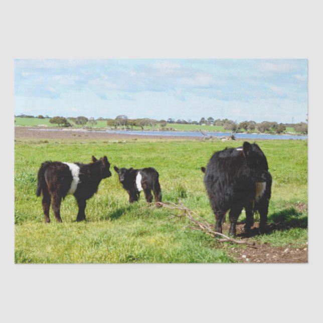 Seda Mamita Y Vaca Galloway De Bebé, Papel Tejido (Anverso)