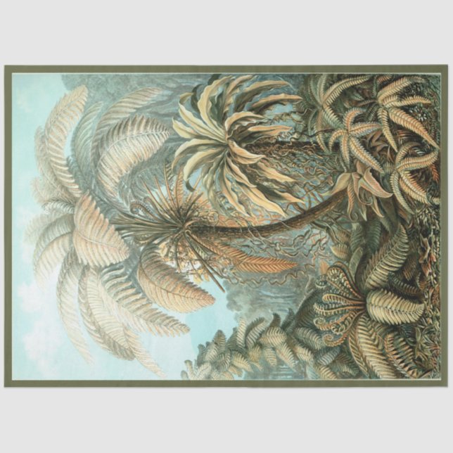 Seda Nature Fern Ernst Haeckel Papel de debate (Anverso)