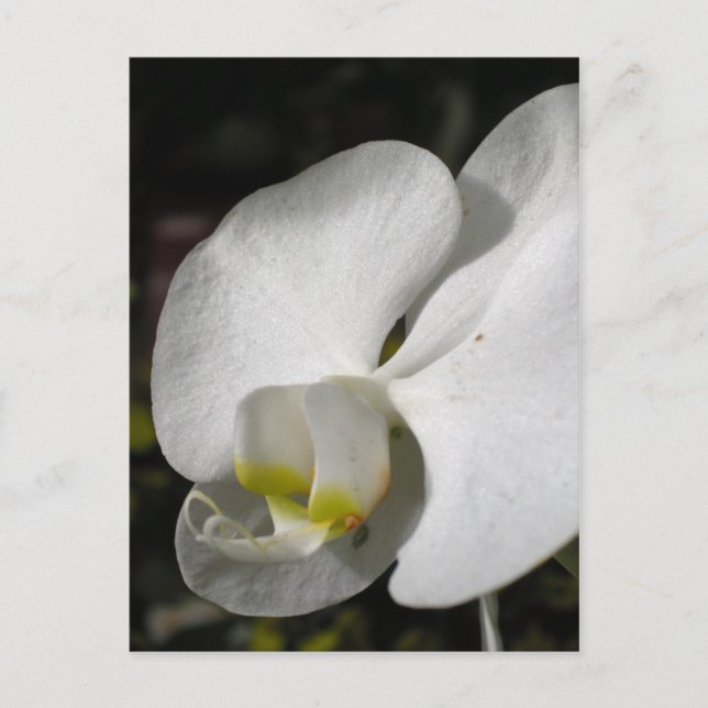 Seda - orquídeas blancas - postal (Anverso)
