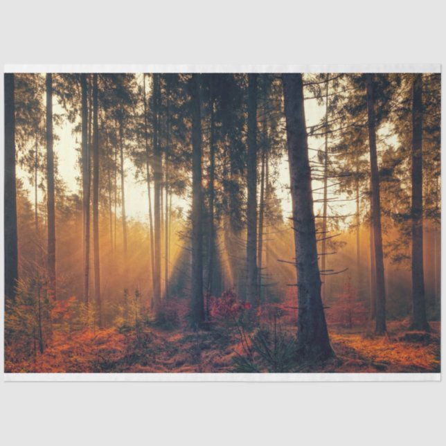 Seda Paisaje Forestal 18 Papel de tejidos de descomposi (Anverso)