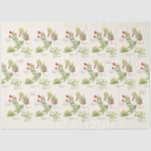 Seda Papel de debate sobre plantas nativas del volcán H