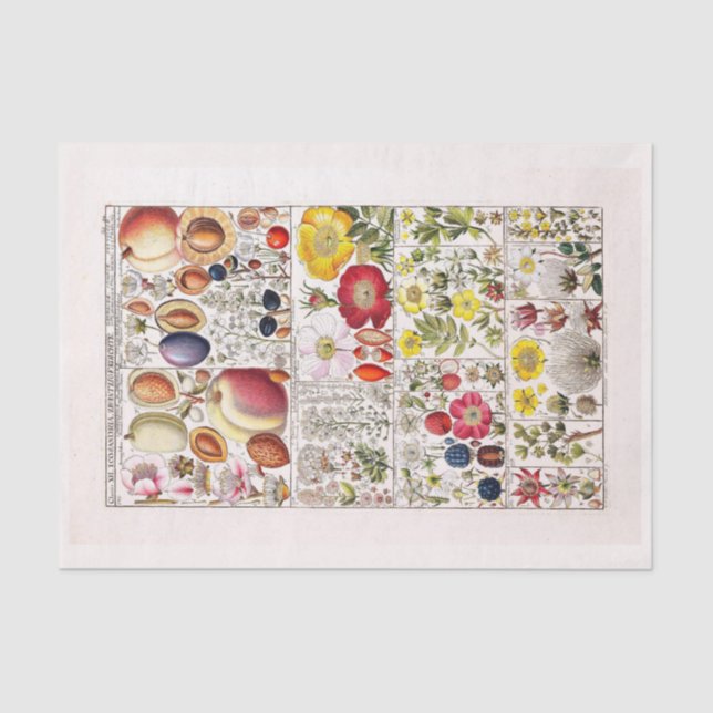 Seda Papel de descomposición 10"x15" - Arte botánico 20 (Anverso)