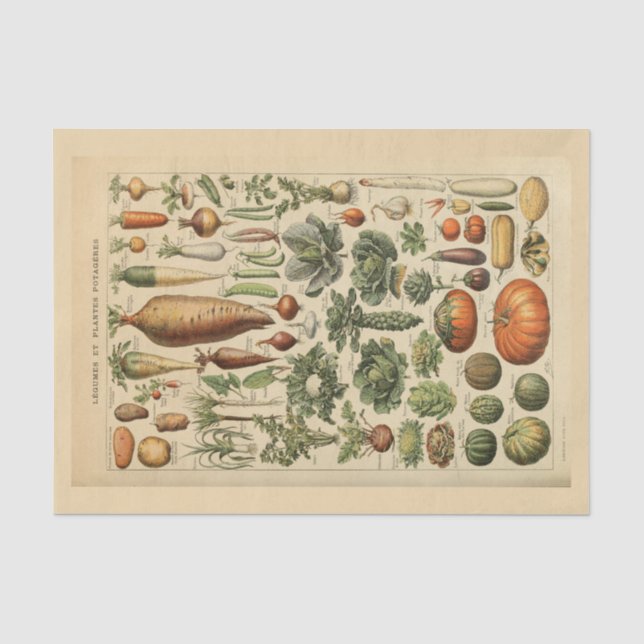 Seda Papel de descomposición 10"x15" - Arte botánico 45 (Anverso)