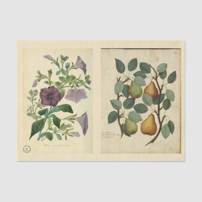 Seda Papel de descomposición 10"x15" - Arte botánico 51 (Anverso)