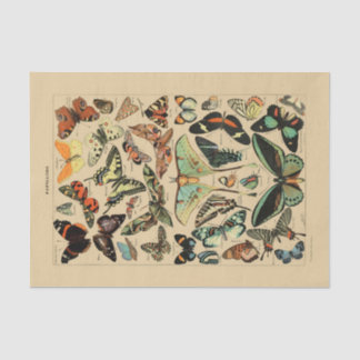 Seda Papel de descomposición 10"x15" - Mariposa vintage