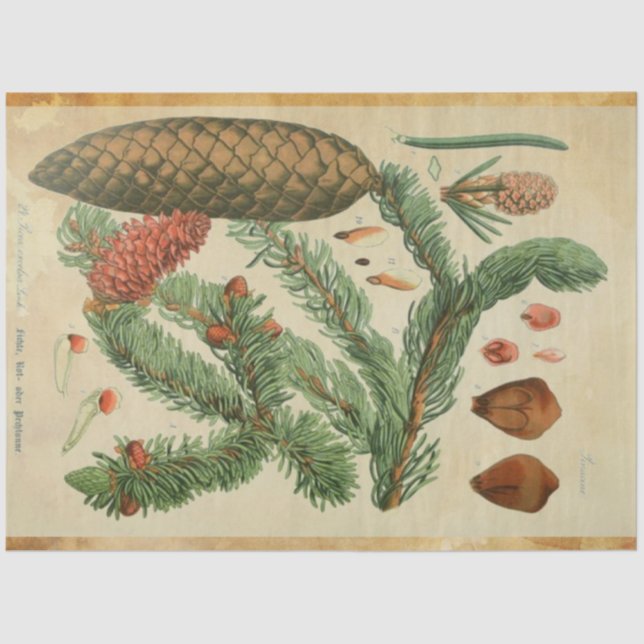 Seda Papel de descomposición de la columna de Navidades (Anverso)