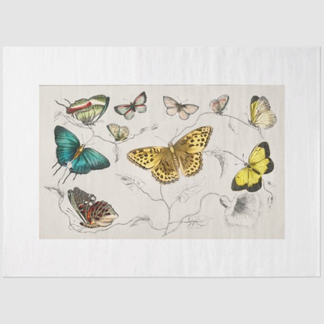 Seda Papel de descomposición de mariposas (Anverso)