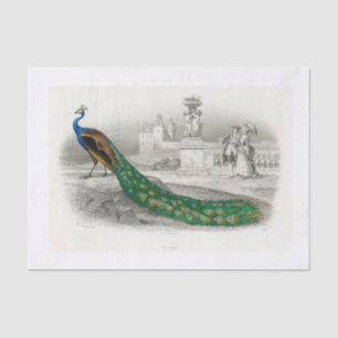 Seda Papel de descomposición de pavo real