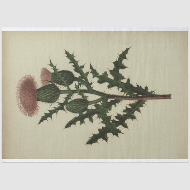 Seda Papel de descomposición del silbido (Anverso)