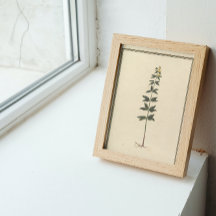 Papel de desconexión del estudio botánico