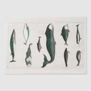 SEDA PAPEL DE SEDA: GRÁFICO DE BALLENAS DE VINTAJE