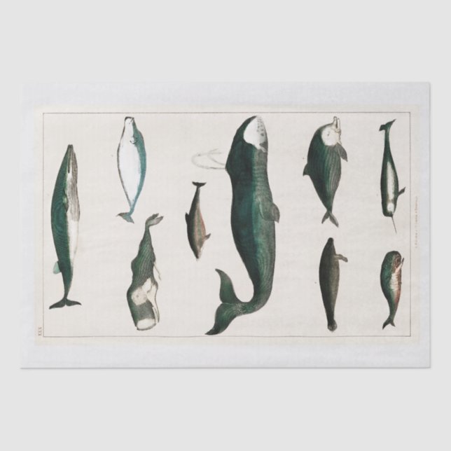 SEDA PAPEL DE SEDA: OLIVER GOLDSMITH : BALLENAS (Anverso)