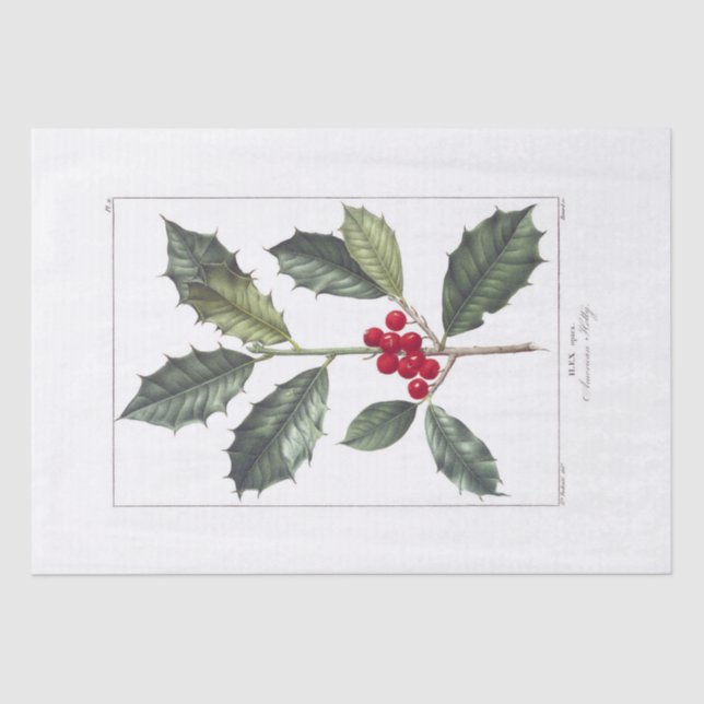 SEDA PAPEL DE SEDA: PIERRE'JOSEPH REDOUTÉ : HOLLY (Anverso)