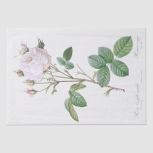 SEDA PAPEL DE SEDA: PIERRE'JOSEPH REDOUTÉ : ROSA BLANCA