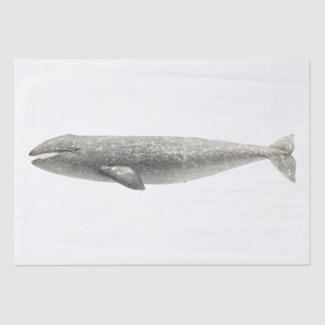 SEDA PAPEL DE SEDA: VINTAGE WHALE (Anverso)