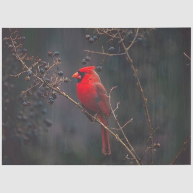 Seda Papel de tejido cardinal (Anverso)