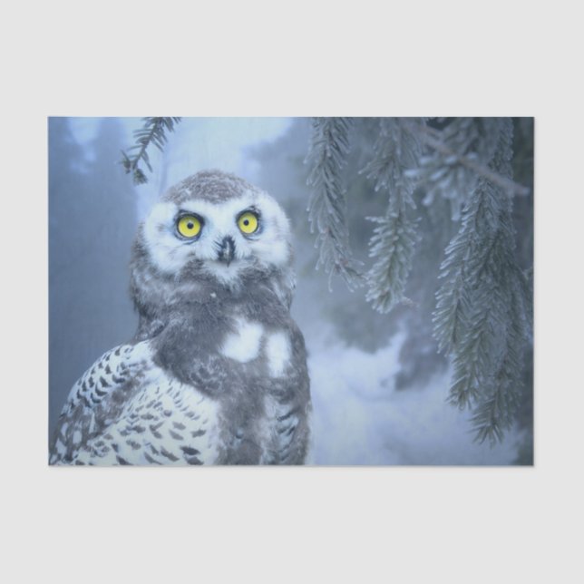 Seda papel de tejido de búho de nieve (Anverso)