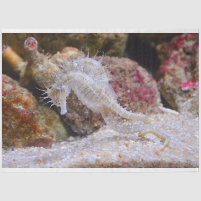 Seda papel de tejido de caballito de mar acuario (Anverso)