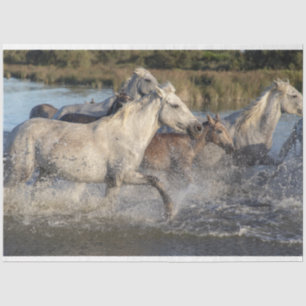 Seda papel de tejido de caballos en marcha