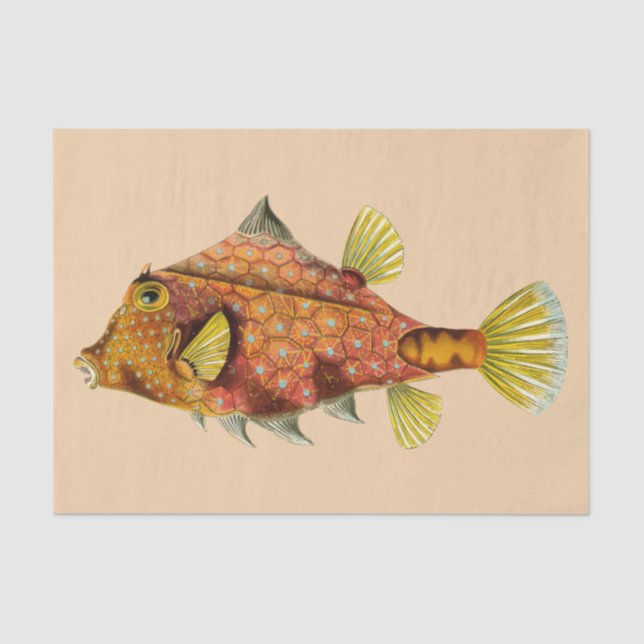 Seda papel de tejido de envoltura de pescado (Anverso)