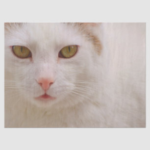 Seda papel de tejido de gatitos crema