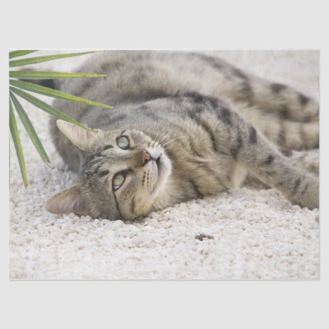 Seda papel de tejido de gato relajante (Anverso)