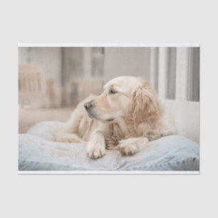 Seda Papel de Tejido de Golden Retriever