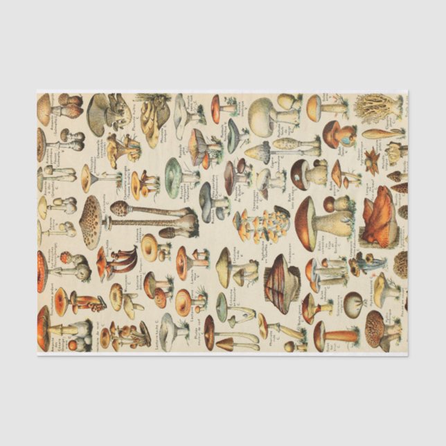 Seda Papel de tejido de la colección de hongos (Anverso)