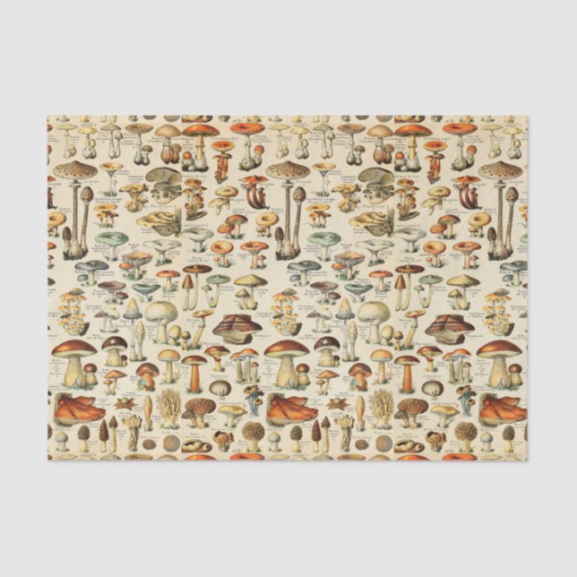 Seda Papel de tejido de la colección de hongos (Anverso)
