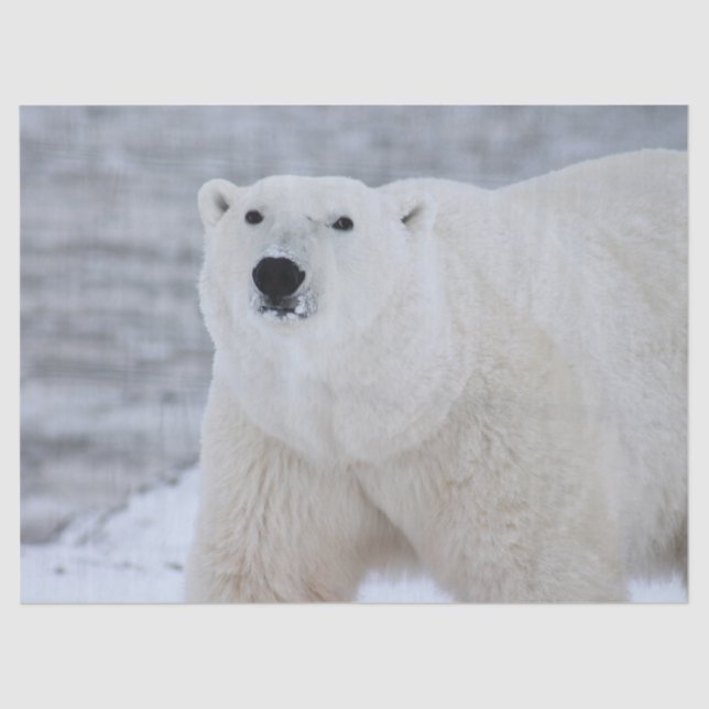 Seda papel de tejido de oso ártico (Anverso)