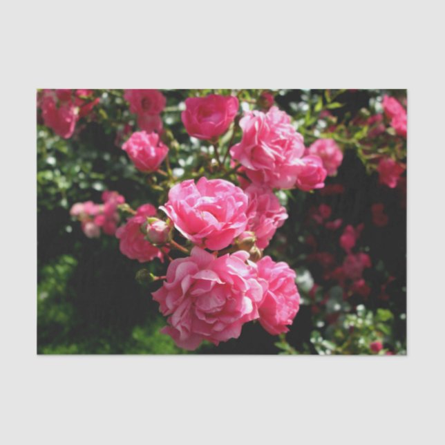 Seda papel de tejido de rosas rosas rosas rosas (Anverso)
