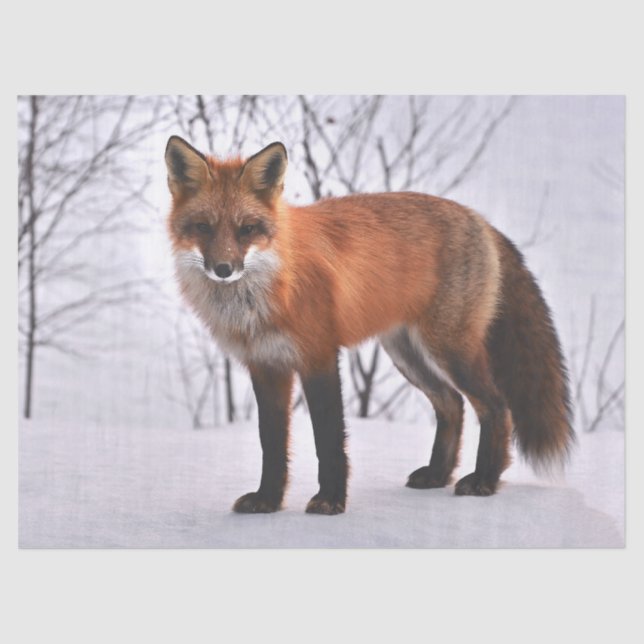 Seda papel de tejido de zorro de madera (Anverso)