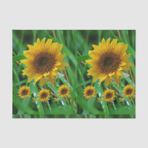Seda Papel de tejido decorativo Girasol