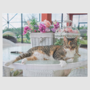 Seda papel de tejido del gato de primavera