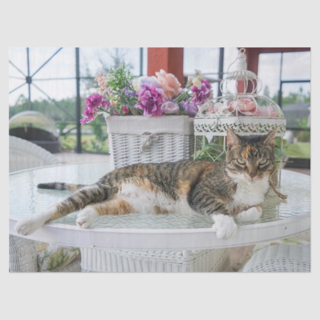 Seda papel de tejido del gato de primavera (Anverso)