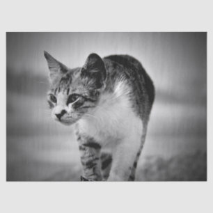 Seda papel de tejido del gato en búsqueda